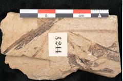 Foto (Detailansicht) von Sequoia hardtii Endl. (NHMW-GEO-2024-0188-8244)